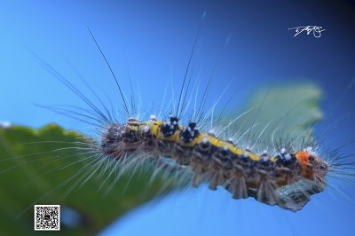 微距昆虫照片征集，欢迎您投稿！
